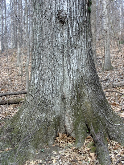 {Quercus shumardii}